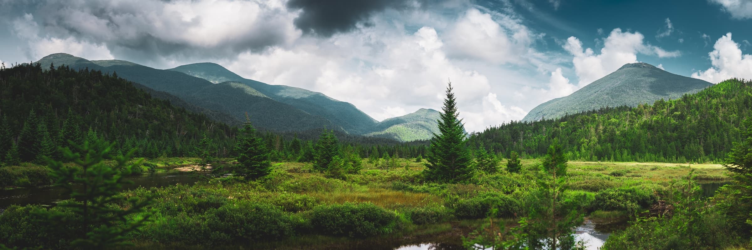 Adirondack forest and alpine ecology hero image