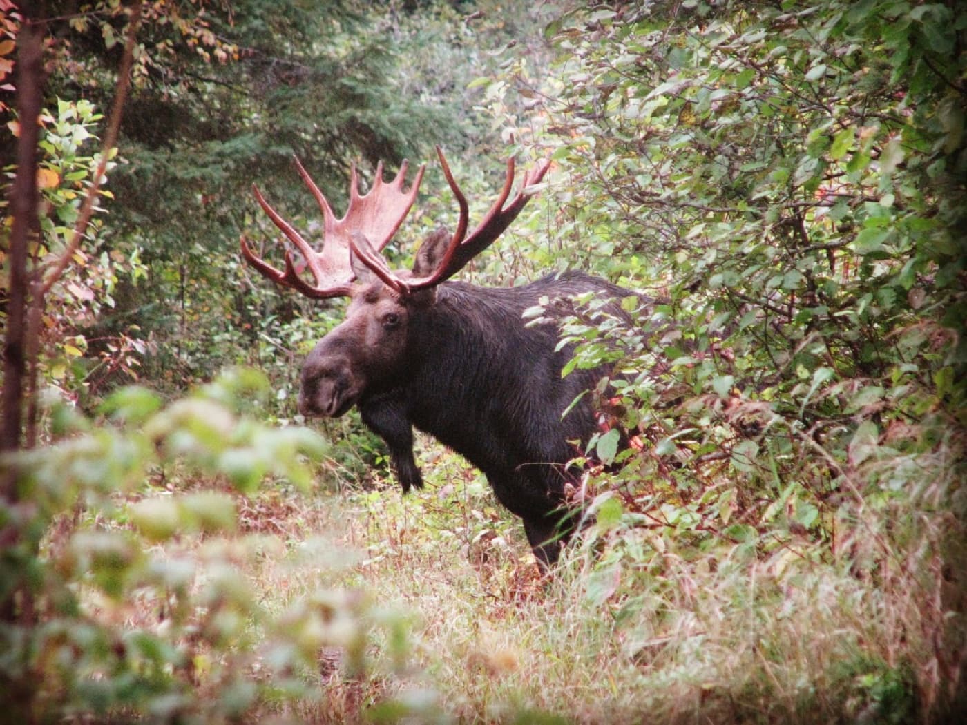 Adirondack mammals image