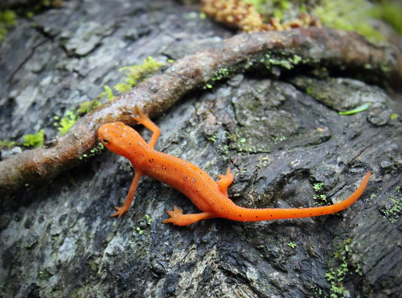 Small life image