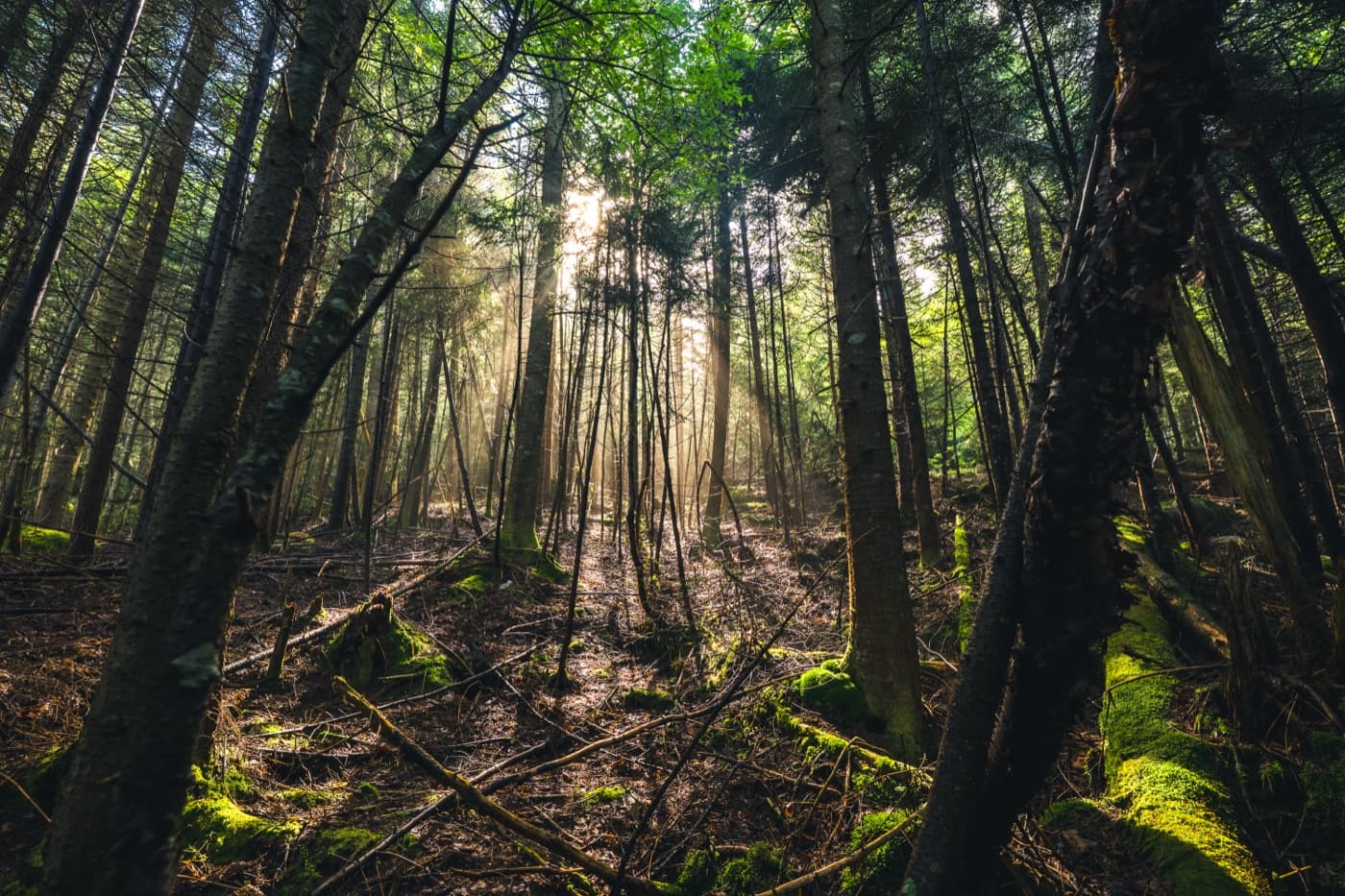 Dark Adirondack spruce fir forest image