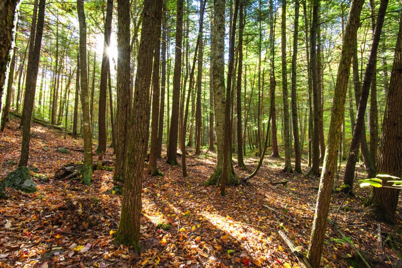 Northern hardwood forest image