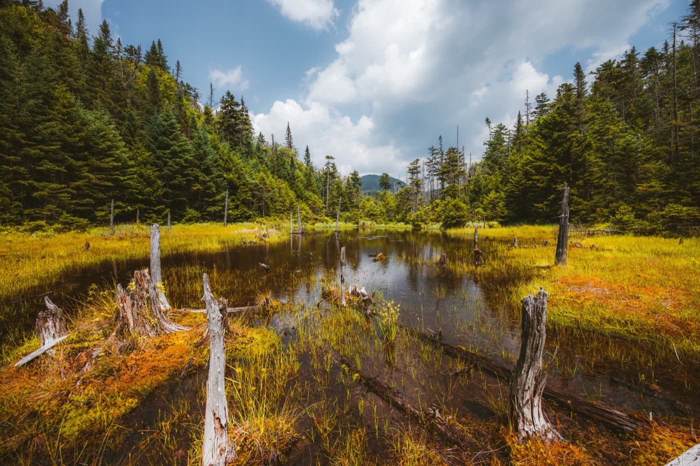 Adirondack wetland and pond edge image