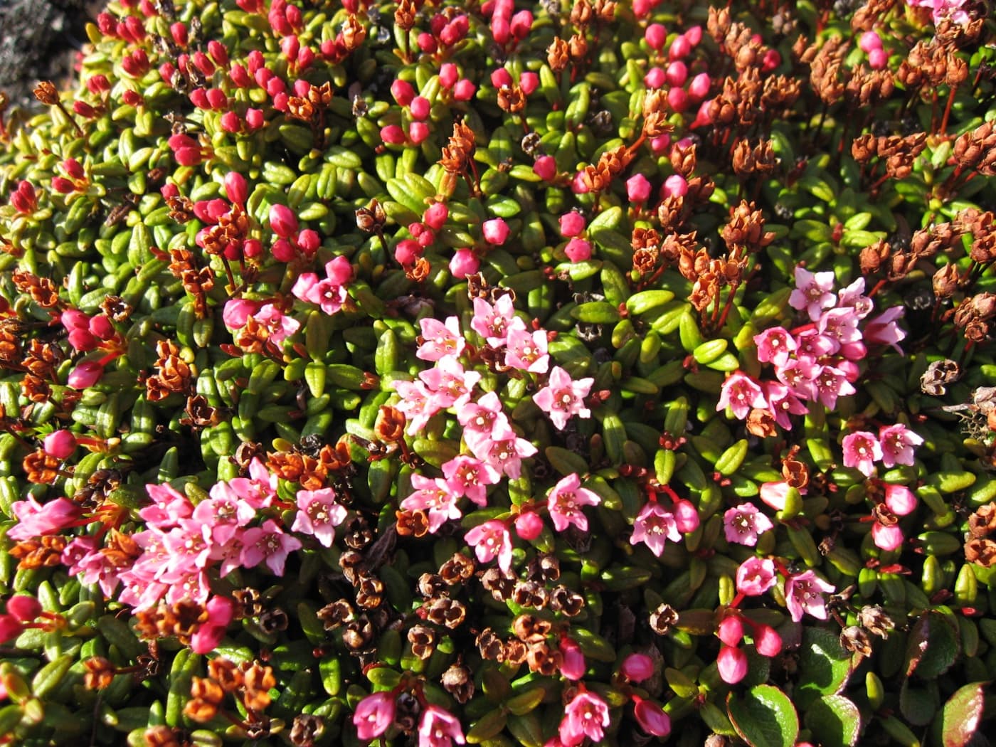 Alpine azalea plant image