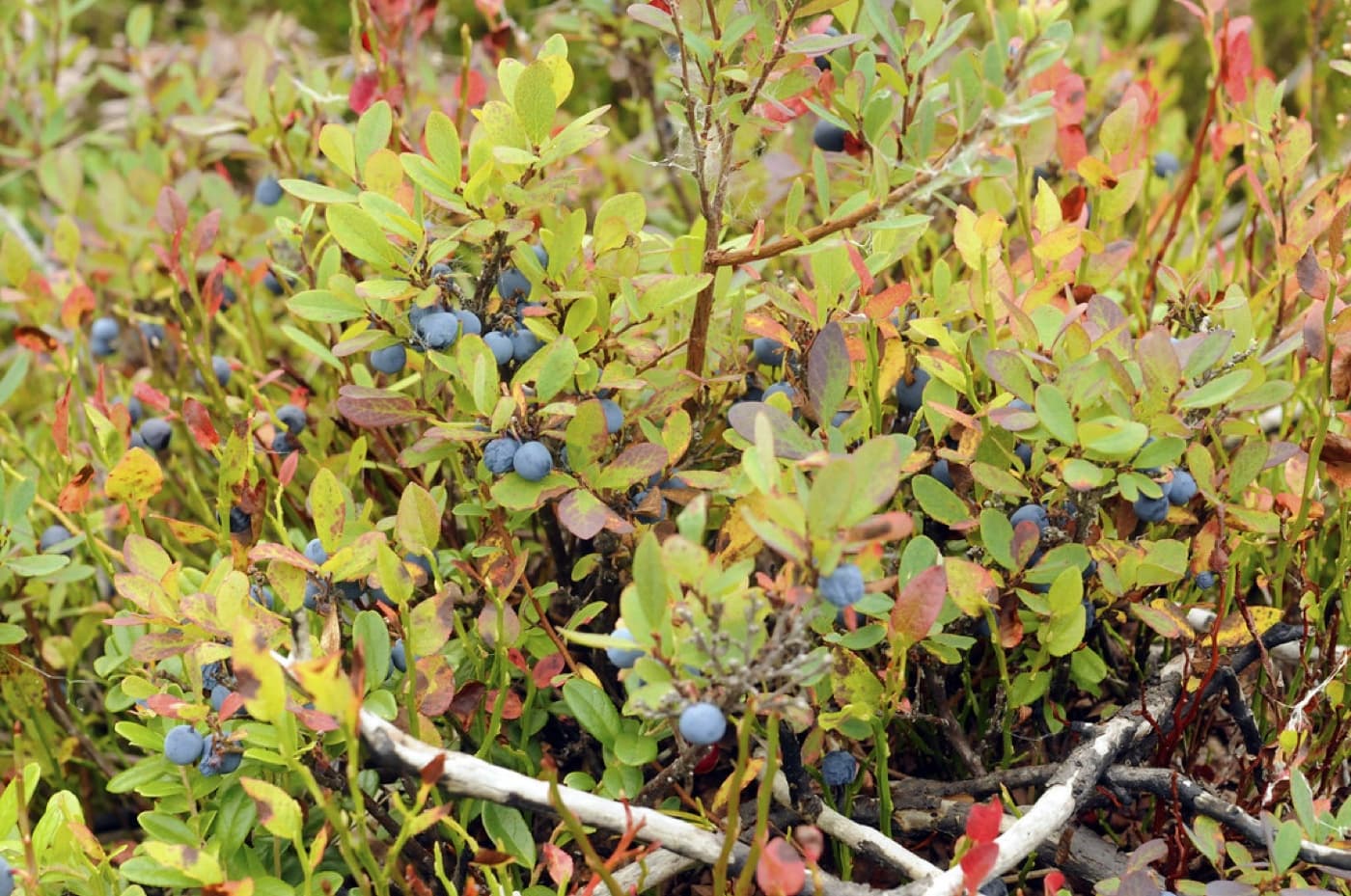 Alpine bilberry plant image