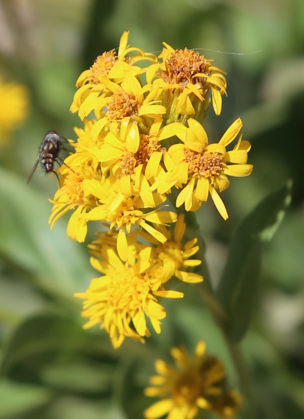 Alpine goldenrod plant image