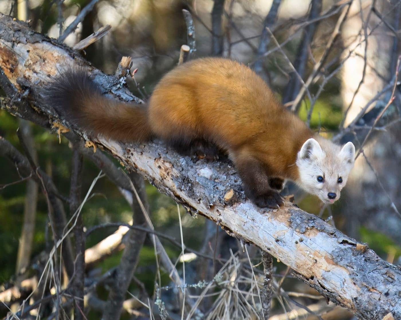 American marten image