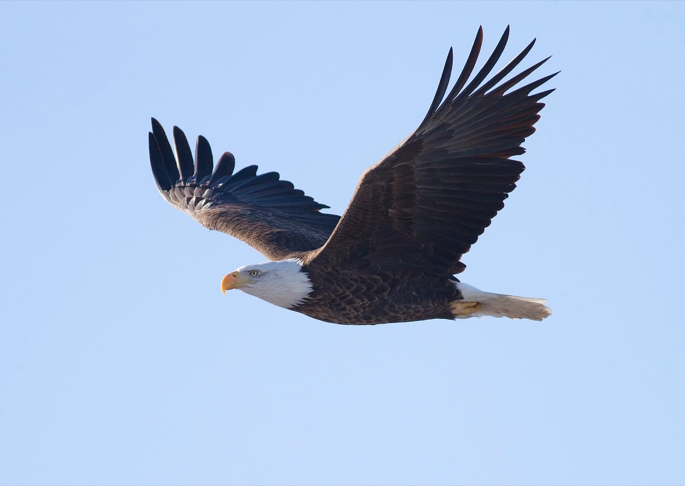 Bald eagle image