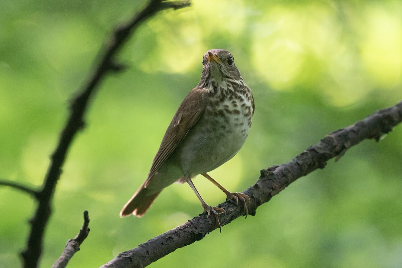 Bicknells thrush image