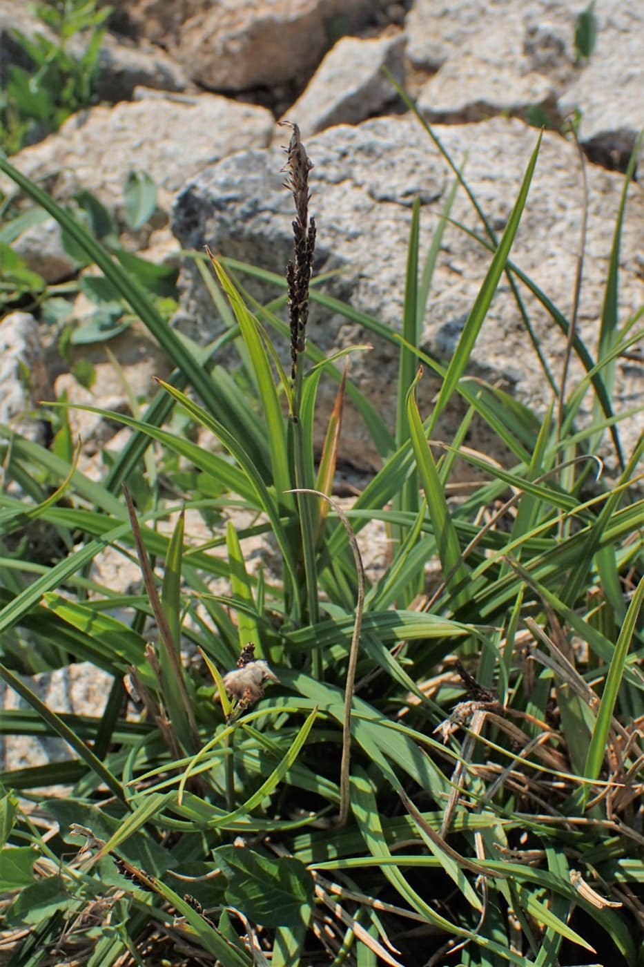 Bigelows sedge plant image