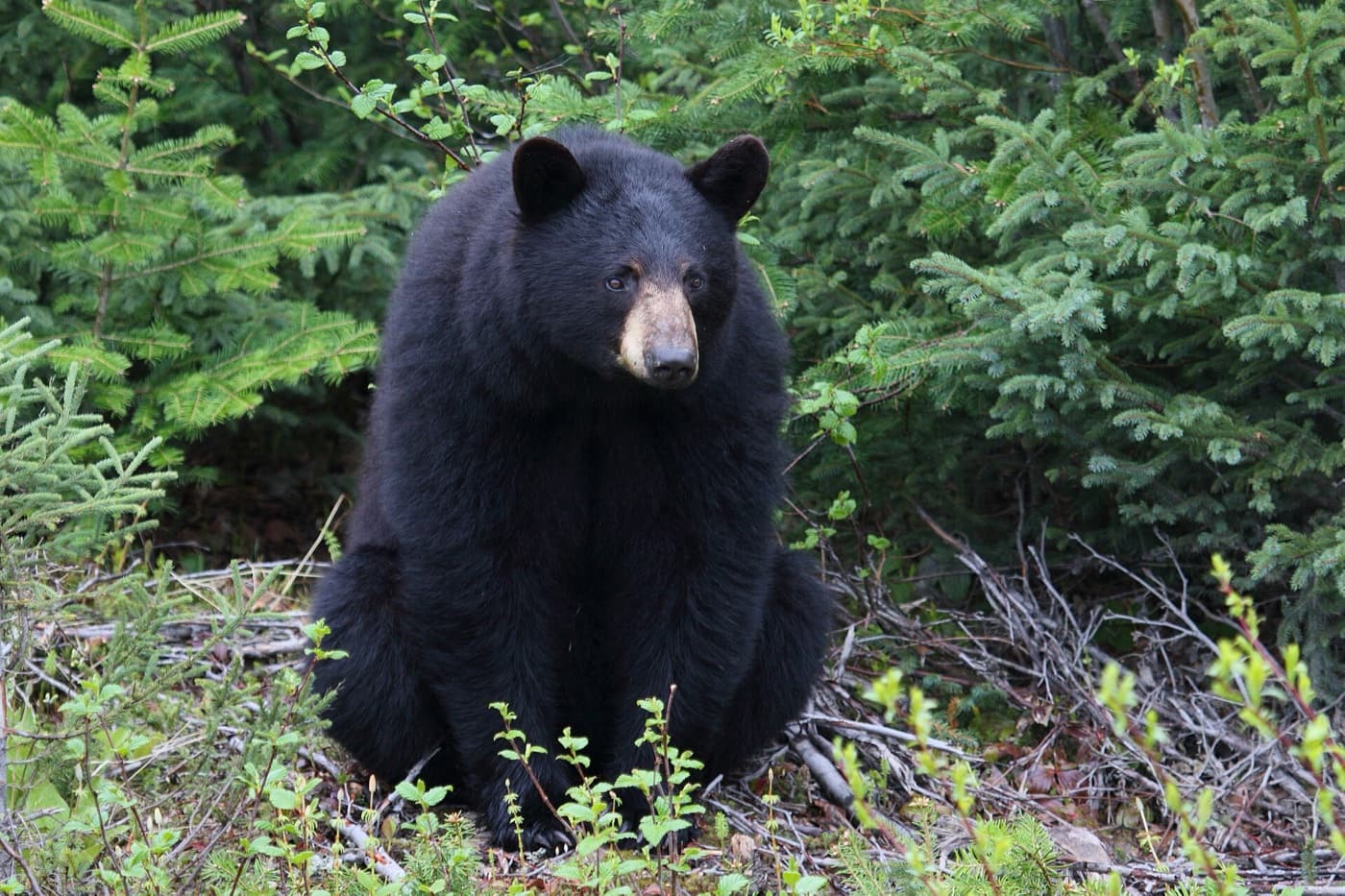 Black bear image