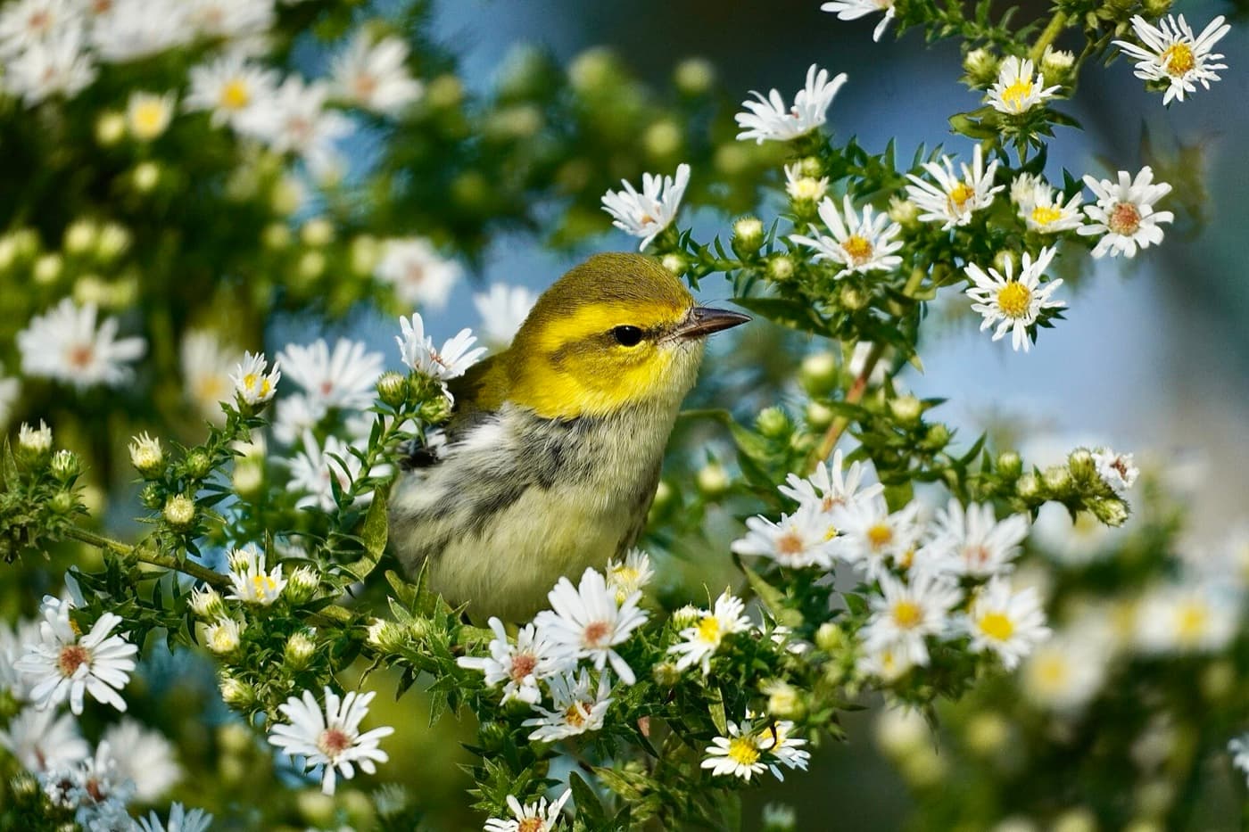 Black-throated green warbler image