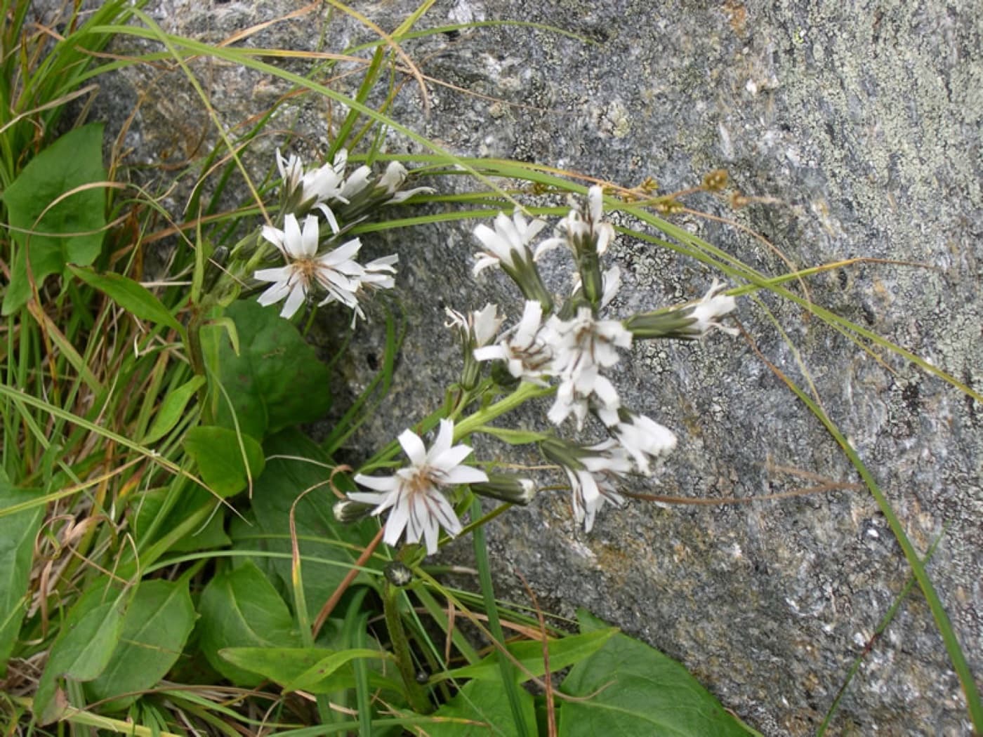 Boott rattlesnake-root plant image