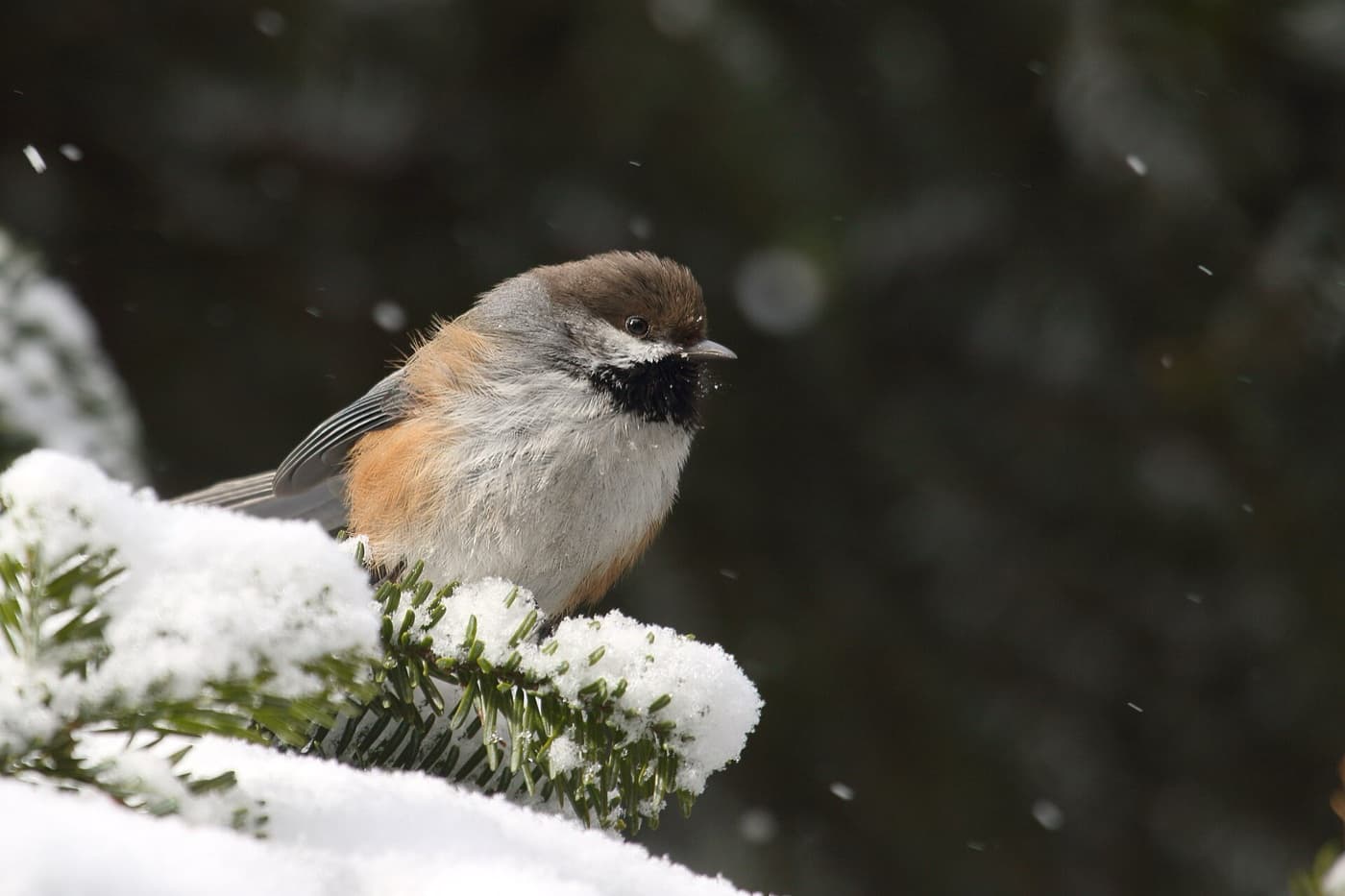 Boreal chickadee image