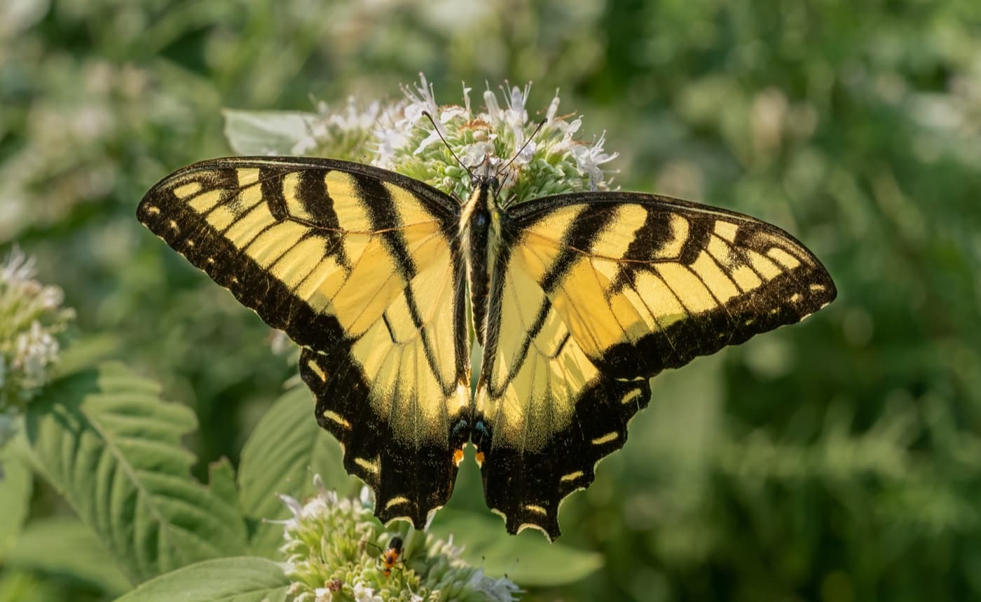 Butterflies image