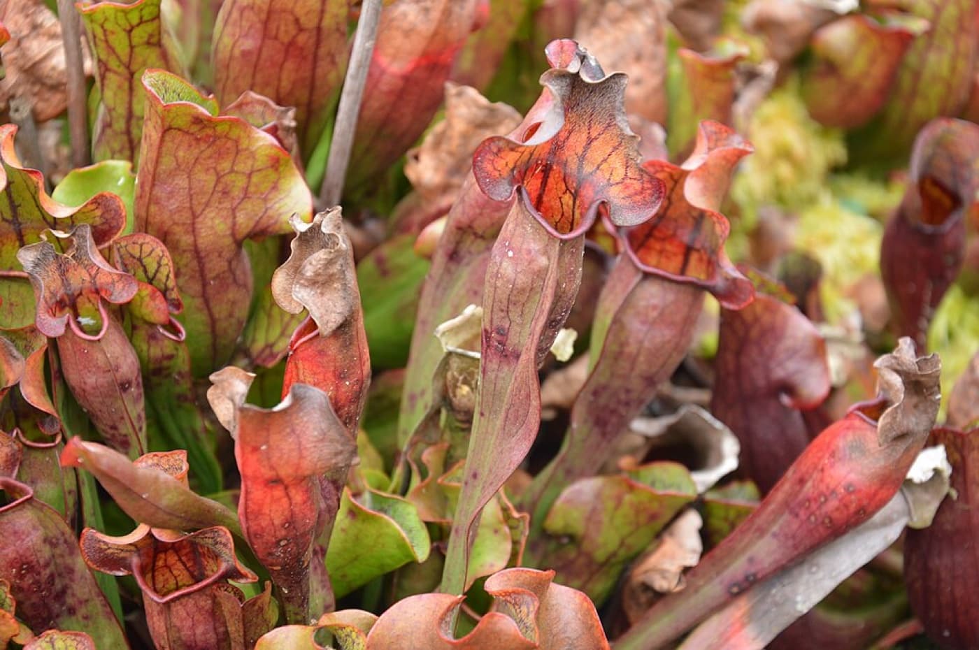 Carnivorous bog plants image