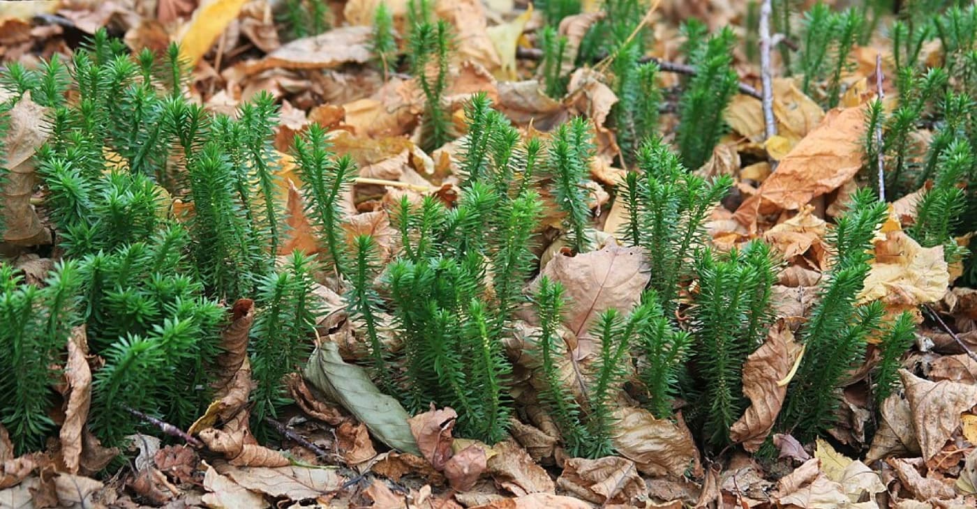 Clubmoss image