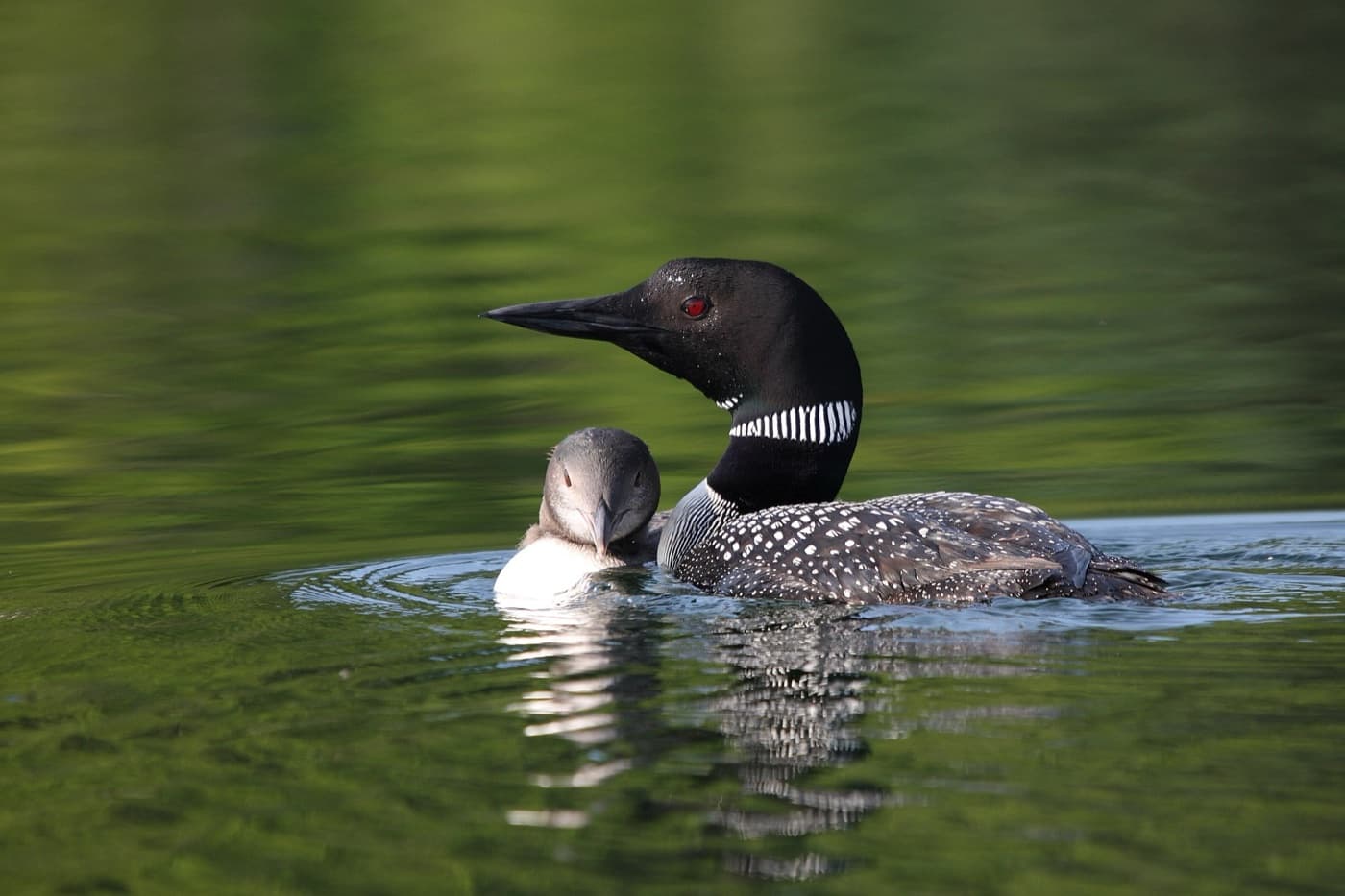 Common loon image