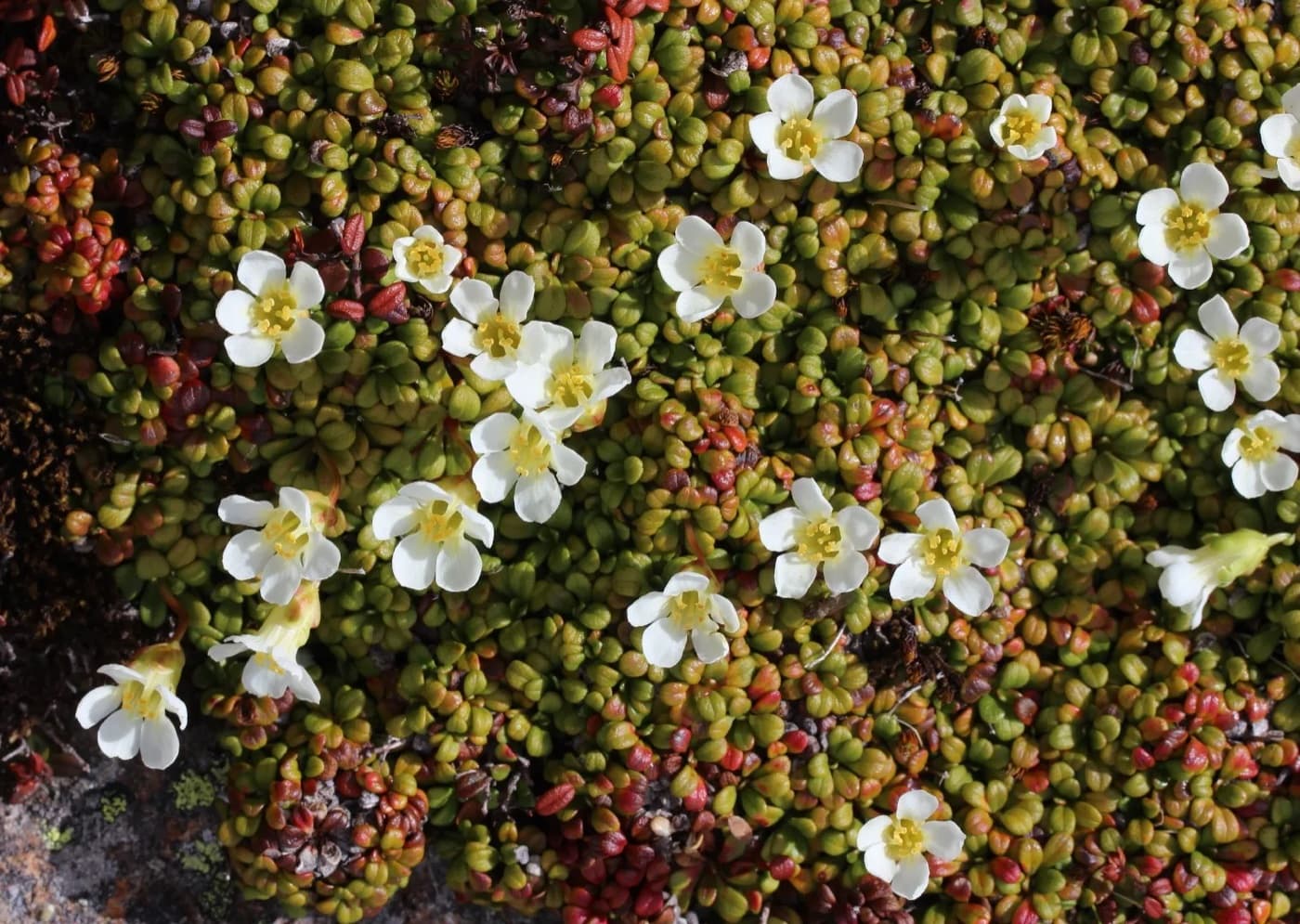 Diapensia plant image