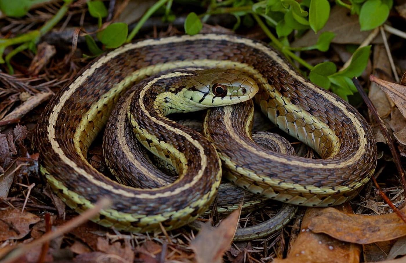 Eastern garter snake image