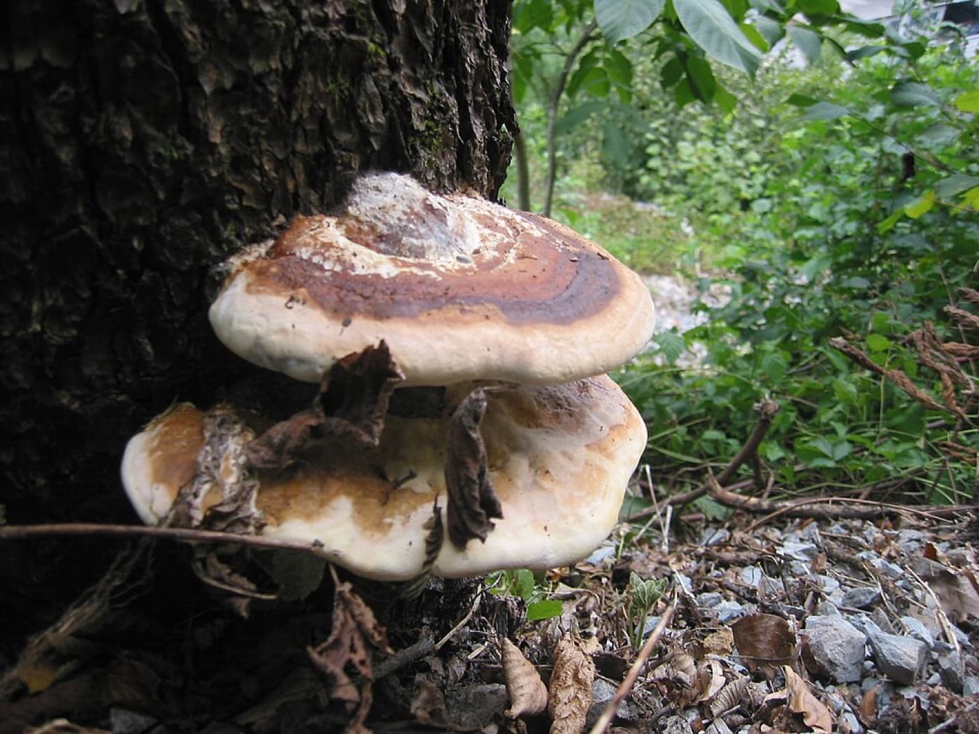 Fungi image