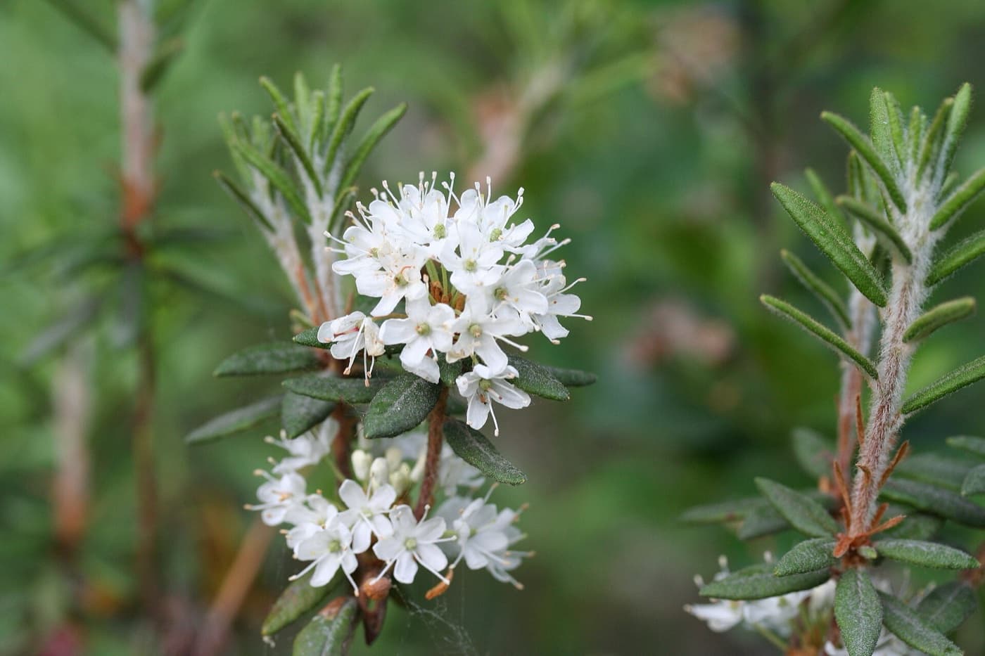 Labrador tea plant image