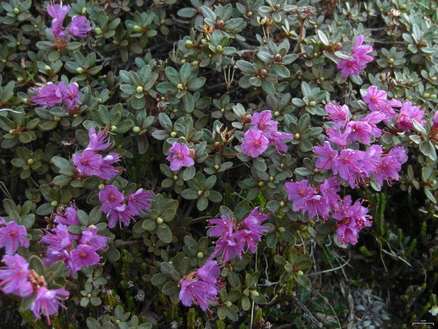 Lapland rosebay plant image