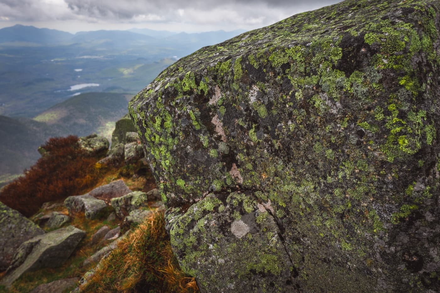 Lichens image