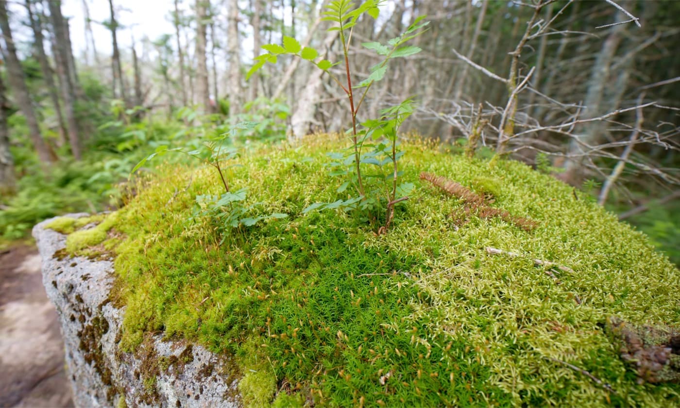 Mosses image