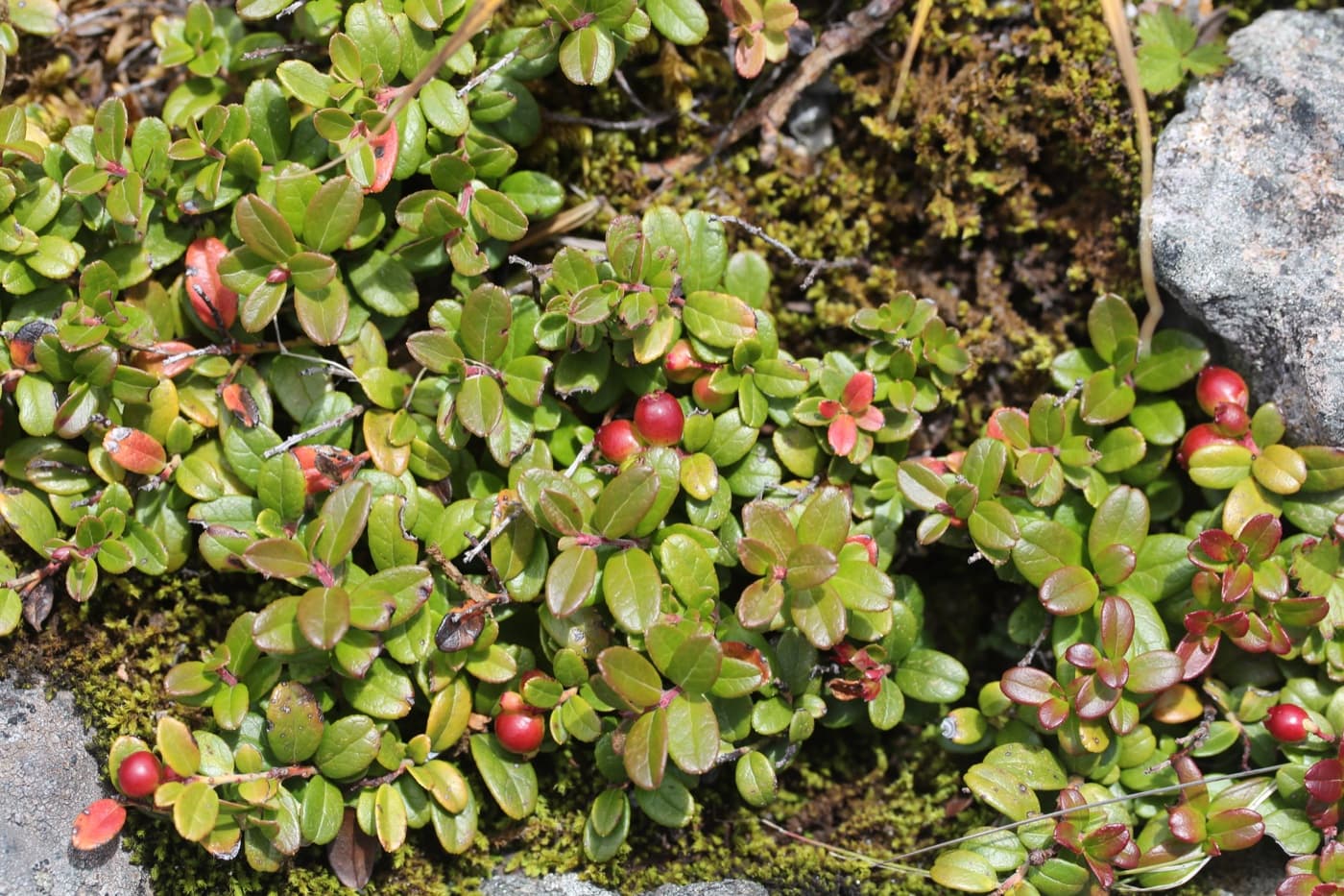 Mountain cranberry plant image