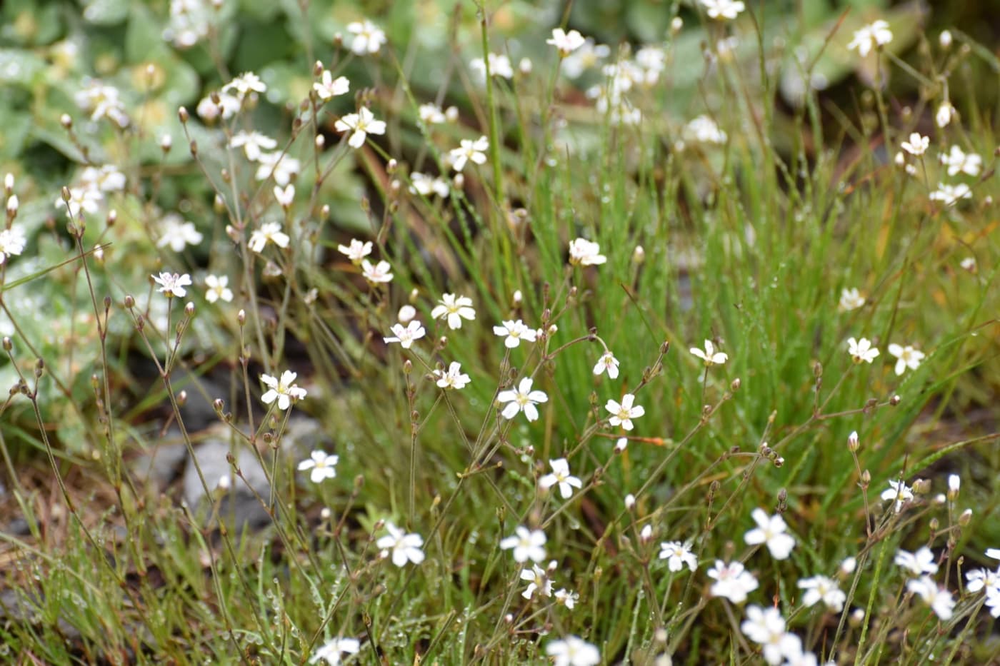Mountain sandwort plant image