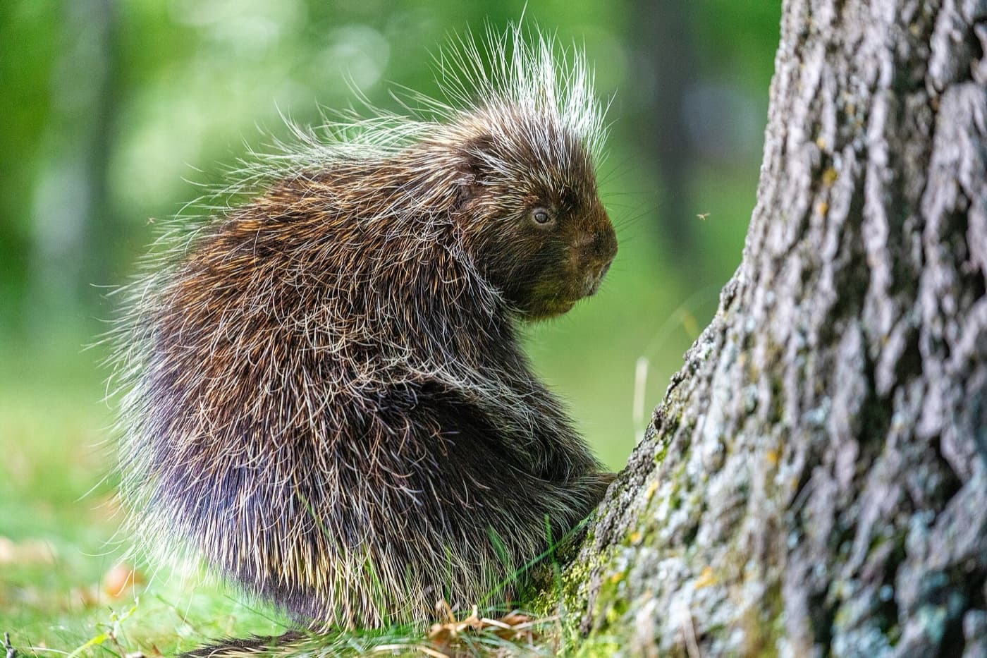 North American porcupine image