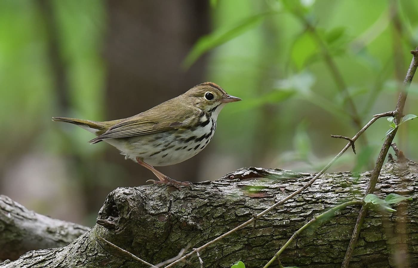 Ovenbird image