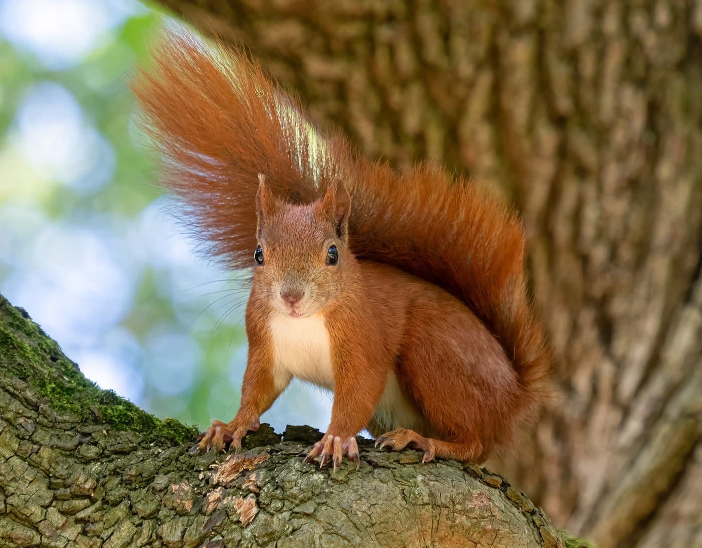 Red squirrel image