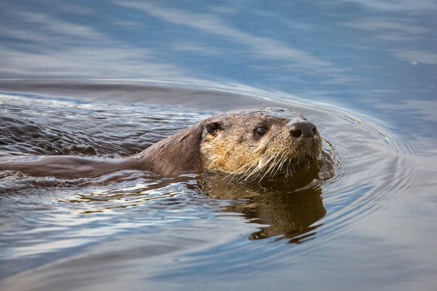 North American river otter image
