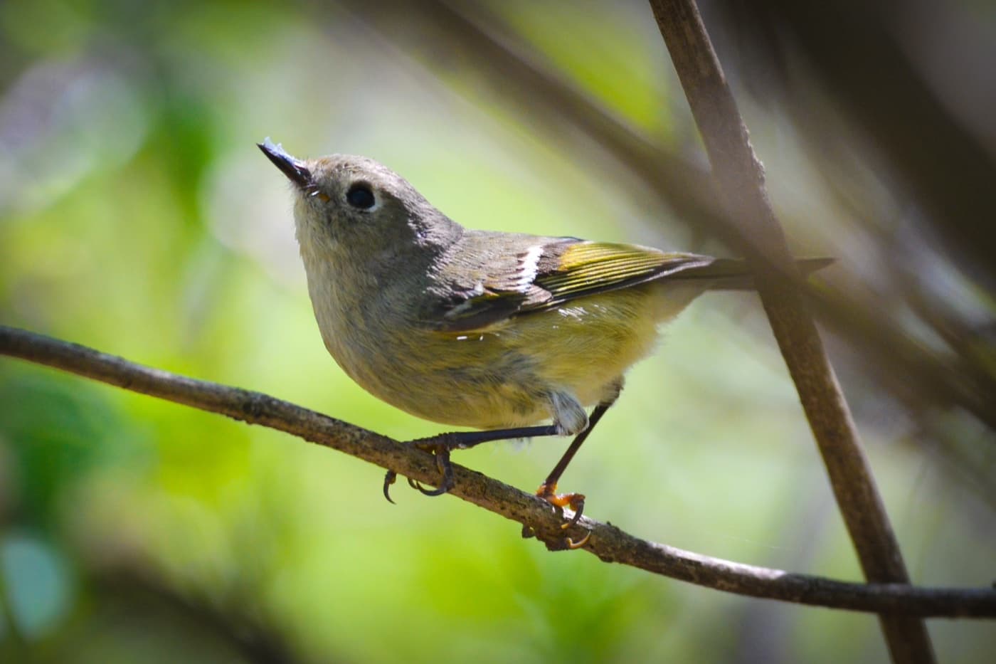 Ruby-crowned kinglet image