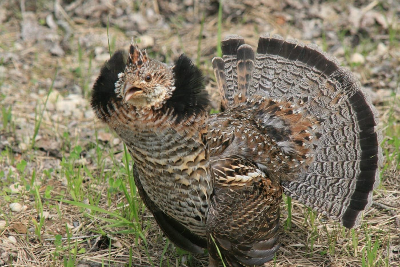 Ruffed grouse image