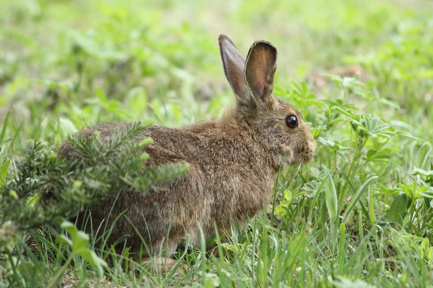 Snowshoe hare image