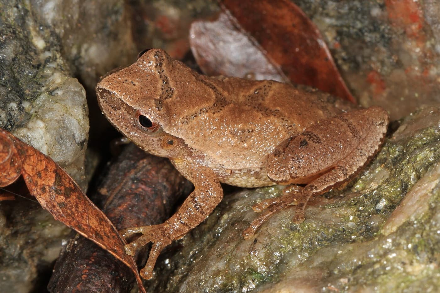 Spring peeper image