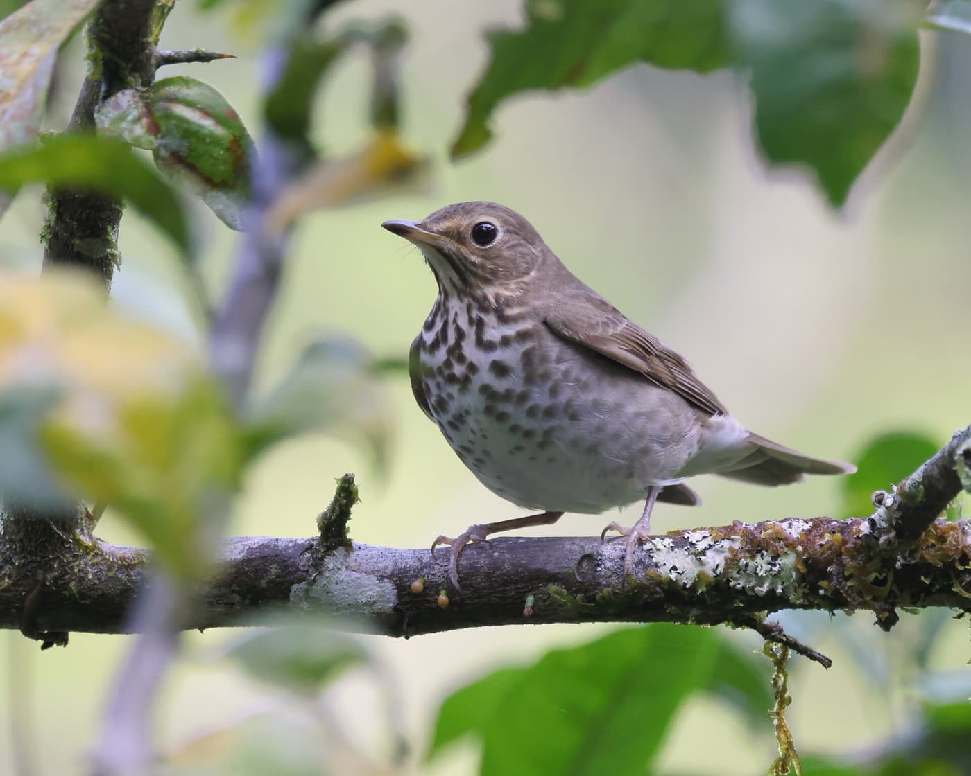 Swainsons thrush image