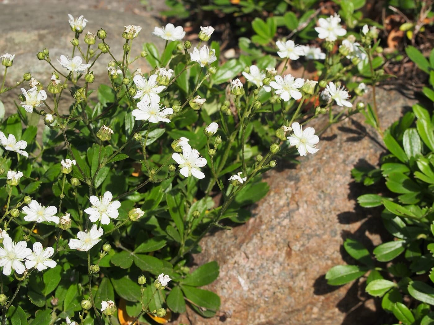 Three-toothed cinquefoil plant image