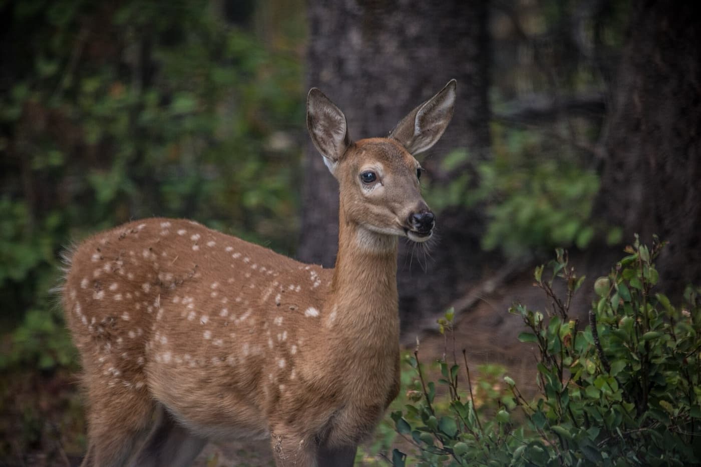 White-tailed deer image