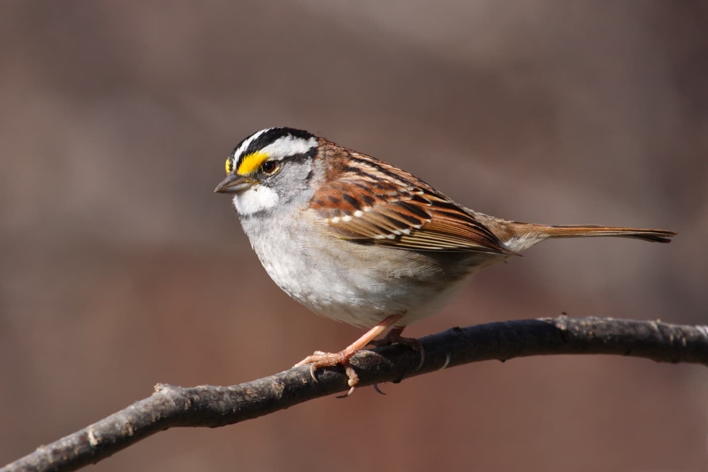White-throated sparrow image