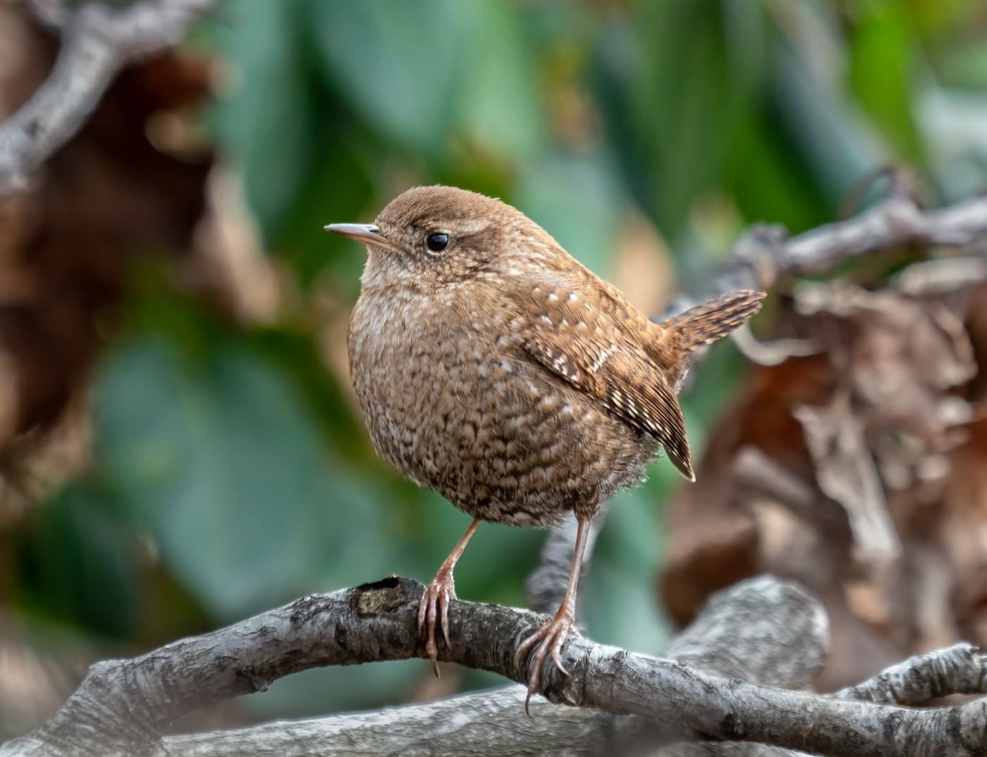 Winter wren image