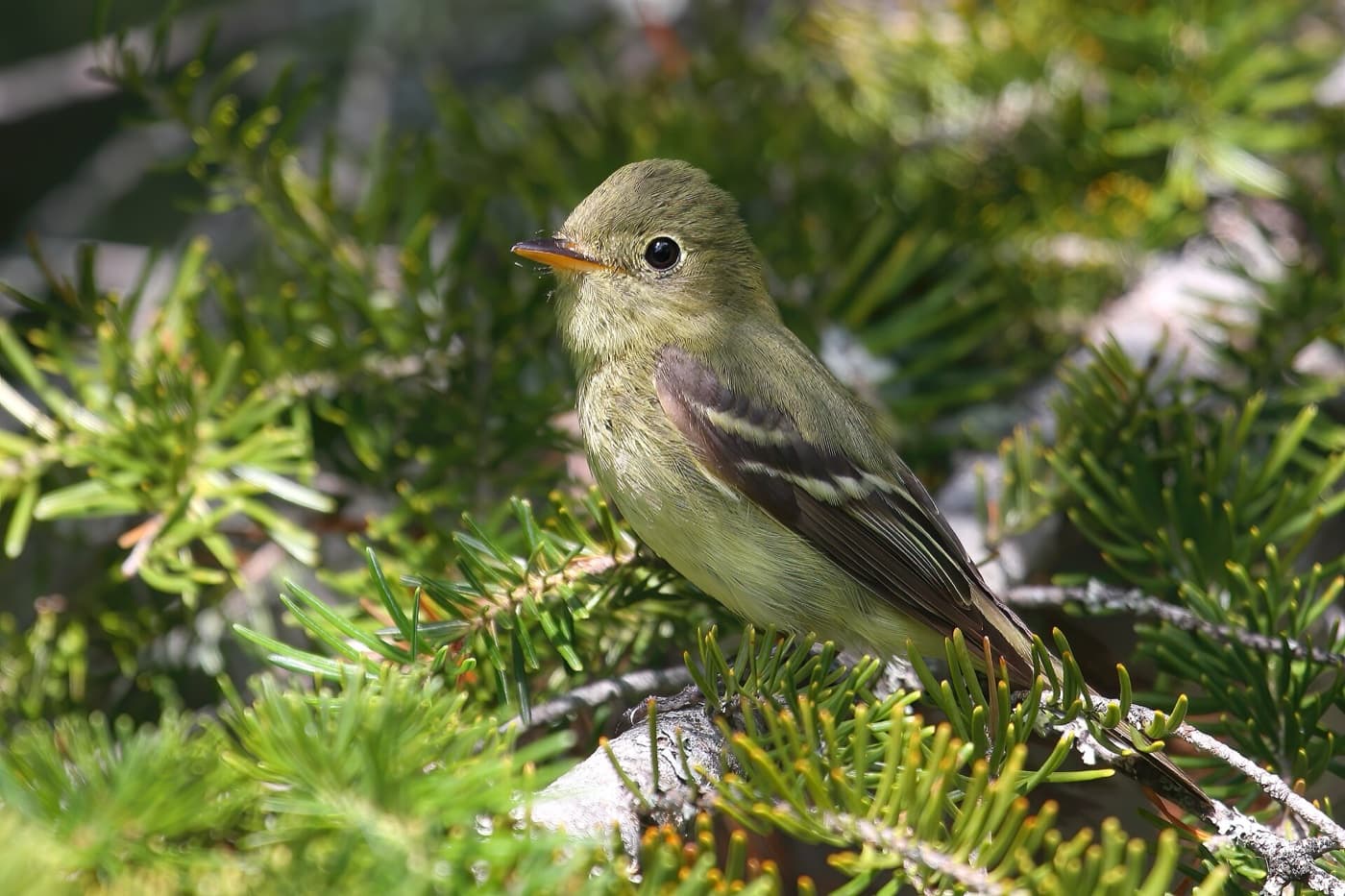 Yellow-bellied flycatcher image