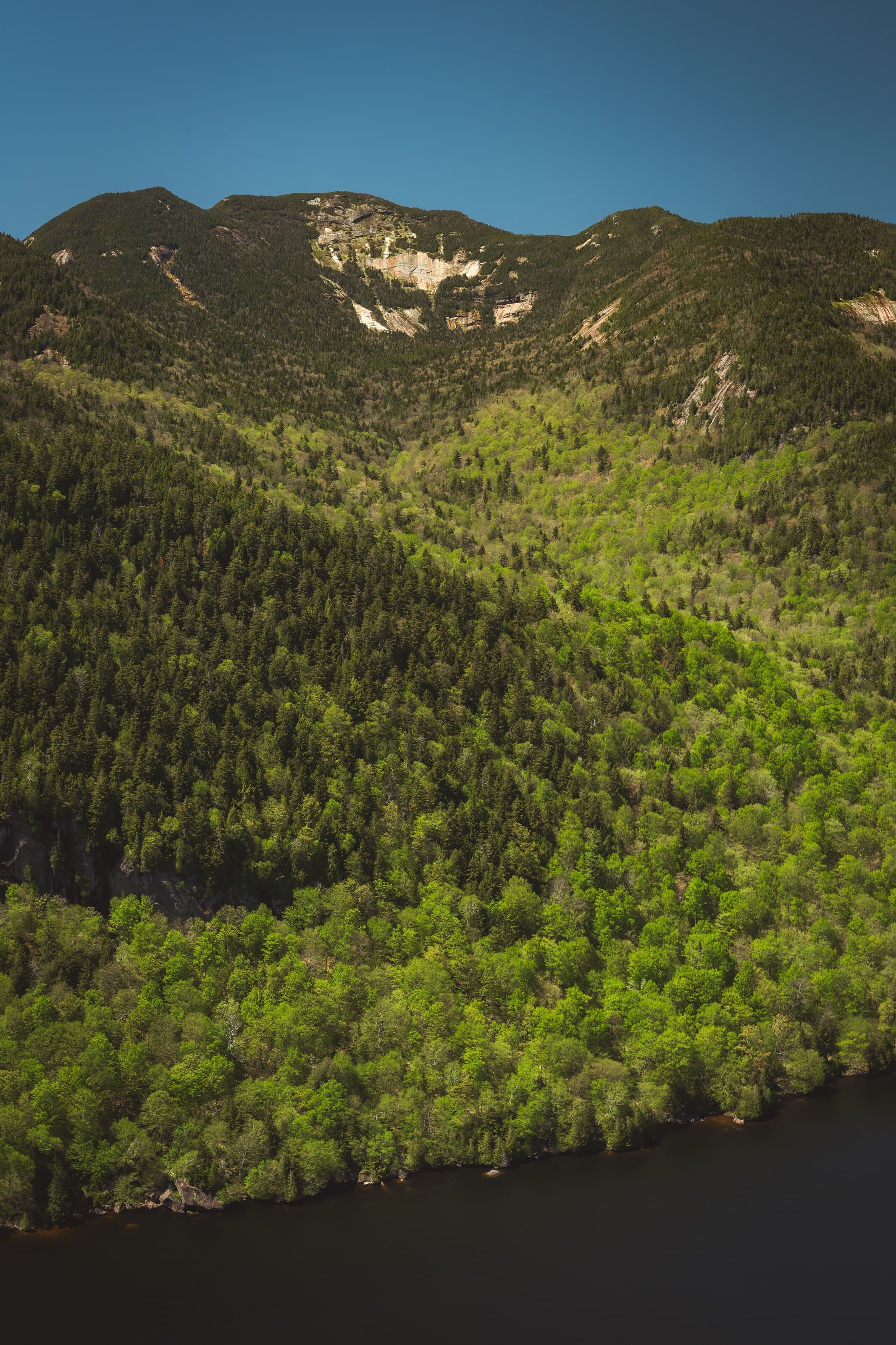 Vertical Adirondack habitat zones diagram image