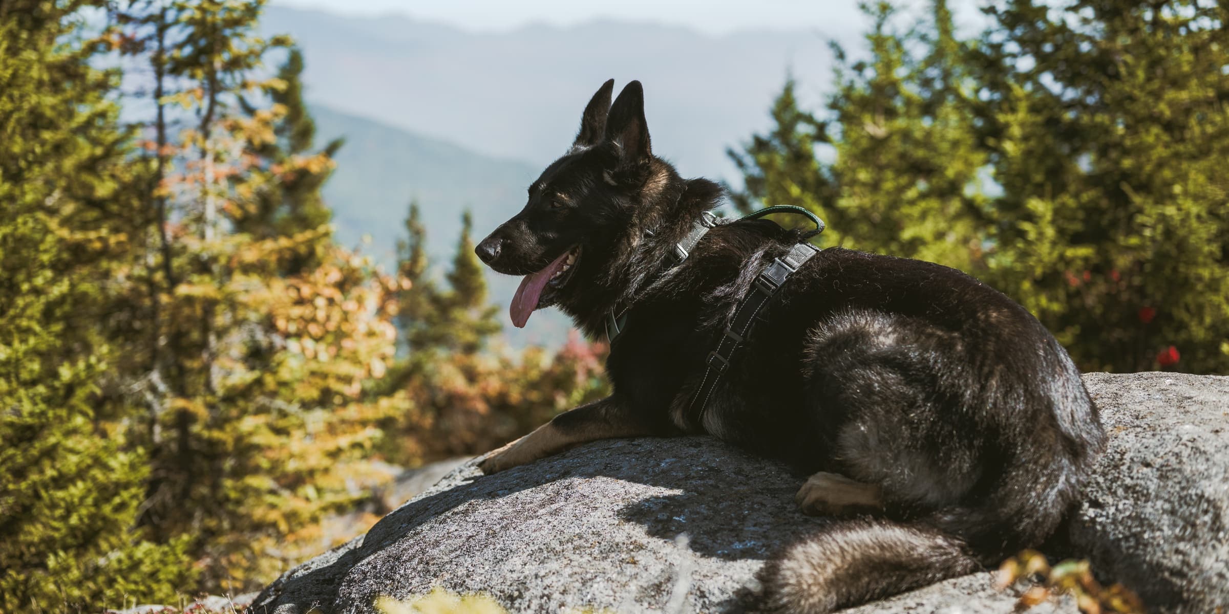 Dog friendly Adirondack hiking category image